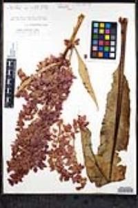 Rumex hymenosepalus image