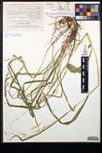 Bromus dolichocarpus image