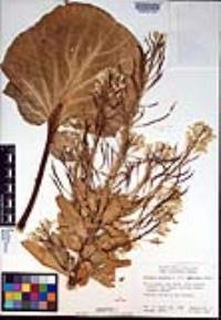 Brassica oleracea image