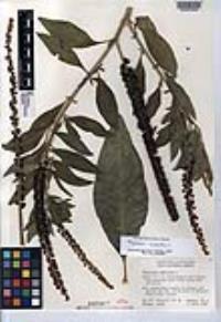 Phytolacca icosandra image