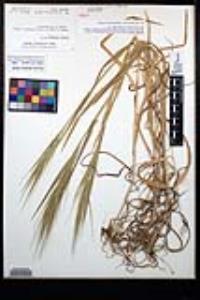 Bromus diandrus image