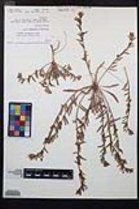 Camissoniopsis intermedia image
