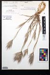 Bromus rubens image