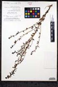 Sairocarpus pusillus image