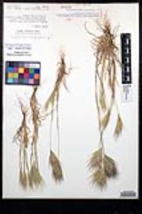 Bromus rubens image