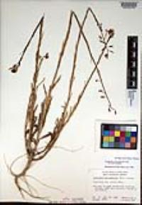 Caulanthus heterophyllus var. heterophyllus image