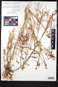 Sisymbrium altissimum image