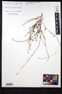 Plagiobothrys collinus image