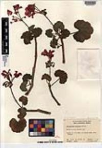 Pelargonium x hortorum image