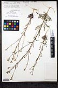Saltugilia caruifolia image