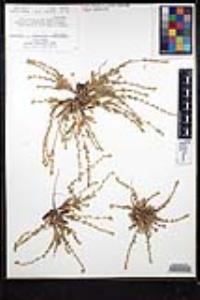 Plagiobothrys collinus var. fulvescens image