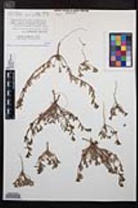 Camissoniopsis intermedia image