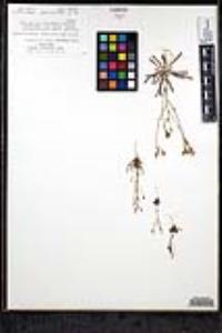 Gilia diegensis image