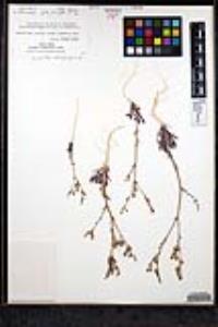 Gilia ochroleuca var. exilis image