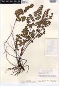 Adiantum jordanii image