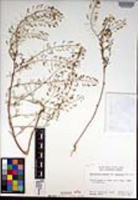 Descurainia pinnata subsp. menziesii image