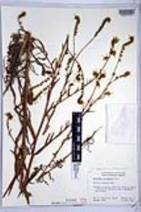 Amsinckia intermedia image