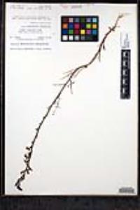 Sairocarpus coulterianus image