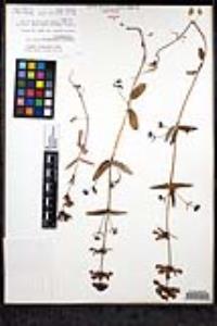 Collinsia heterophylla image