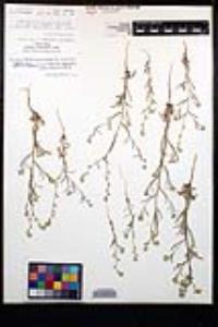 Cryptantha juniperensis image