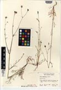 Gilia angelensis image