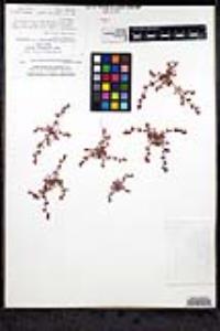 Chorizanthe polygonoides var. longispina image