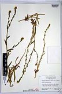 Amsinckia menziesii image