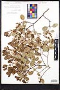 Rhamnus ilicifolia image