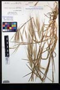 Bromus diandrus image