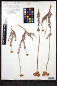Eriogonum fasciculatum image