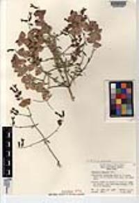 Scutellaria mexicana image