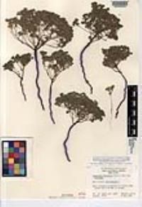 Eremocarya micrantha var. micrantha image