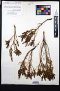 Ericameria brachylepis image