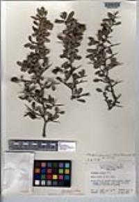 Pseudoziziphus parryi image
