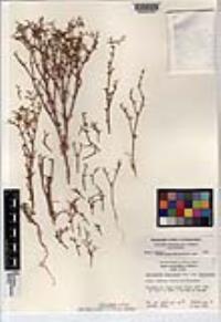 Chorizanthe brevicornu var. brevicornu image