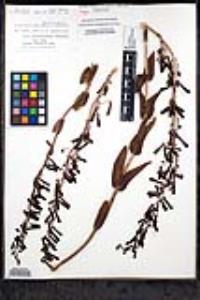 Penstemon centranthifolius image