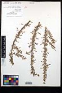 Senegalia greggii image