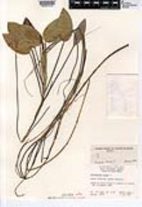 Potamogeton natans image