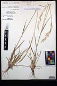 Bromus carinatus image