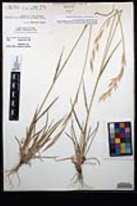 Bromus carinatus var. carinatus image