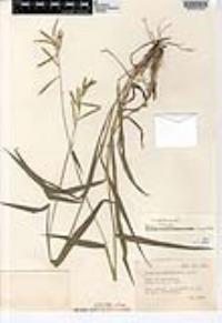 Paspalum lentiginosum image