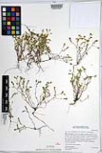 Hackelia nervosa image