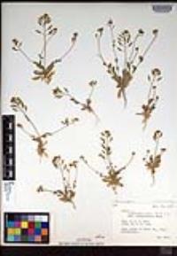 Draba cuneifolia image