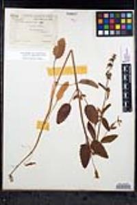 Stachys rigida image