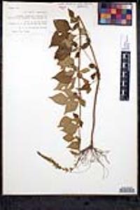 Salvia albiflora image