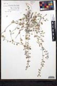 Salvia cedrosensis image