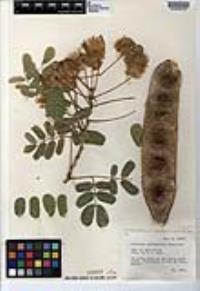 Hesperalbizia occidentalis image