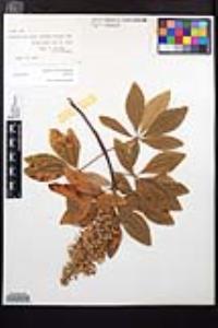 Aesculus parryi image