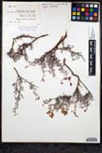 Eriogonum pondii var. pondii image
