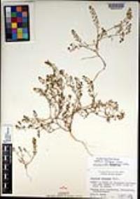 Lepidium oblongum var. insulare image